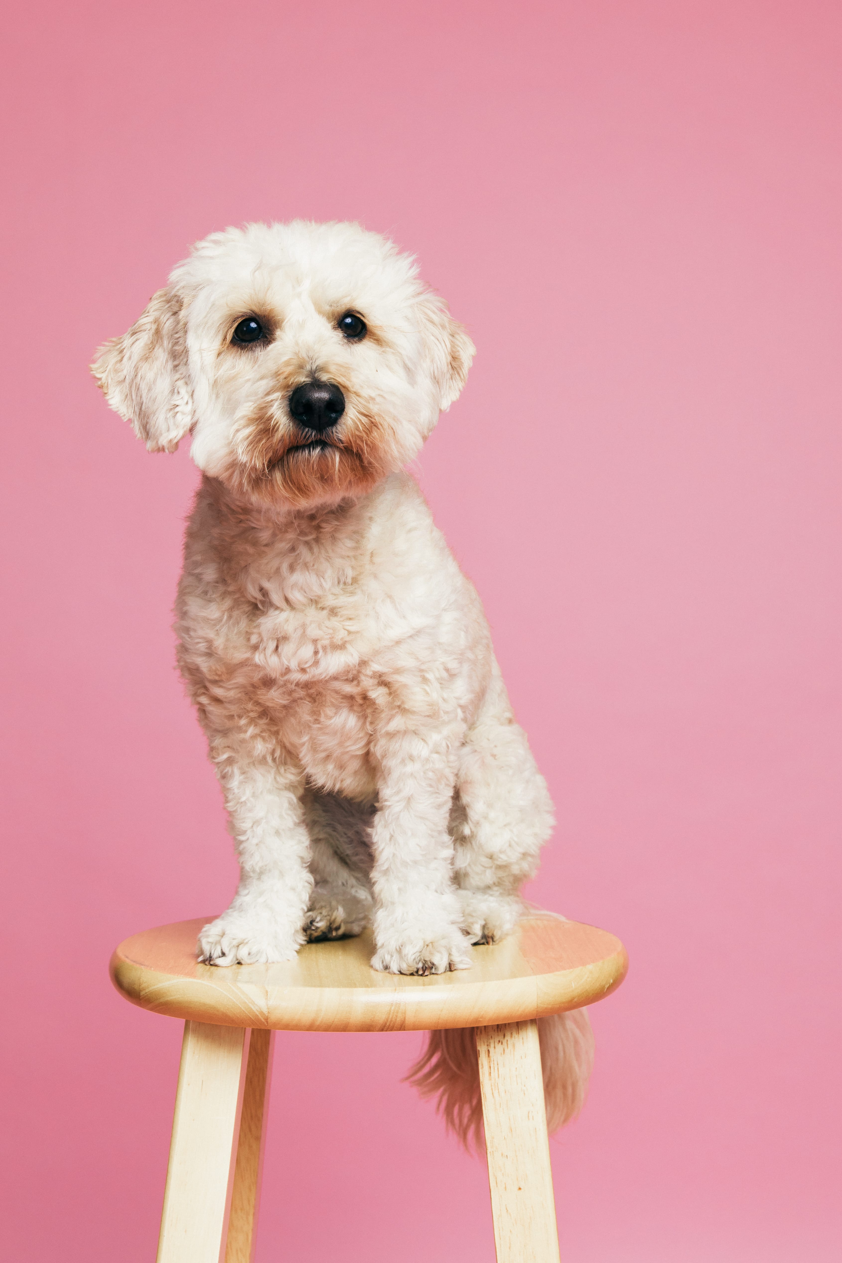 Portrait of a family dog in studio